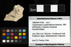 Foto (Objekt + Etiketten) von Cycloprosopon complanatiforme (Moericke, 1889) 
